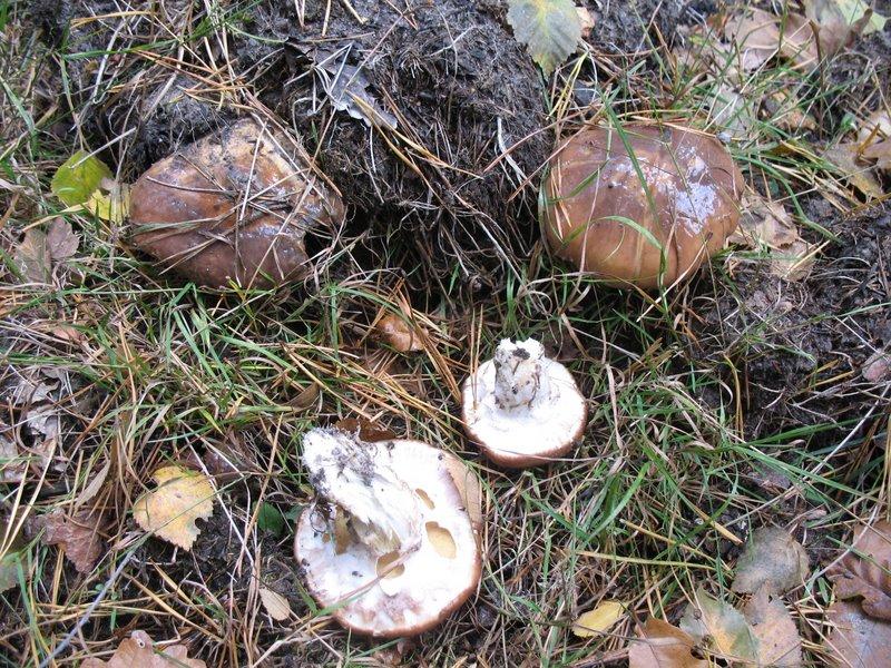 2008 10  Myco avec l 'ANY 18